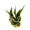 Sansevieria Futura Superba
